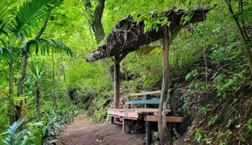 Jungla Urbana